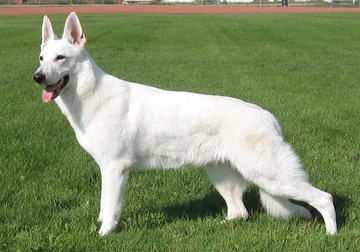 white black german shepherd